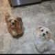 Yorkie / Miniature Poodle