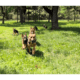 Beautiful GSD puppies