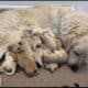 AKC Golden Retriever Puppies