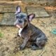 AKC Blue Merle Frenchie Puppies