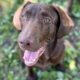 Chocolate lab puppies