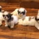 Shih-Tzu Puppies (CKC)