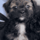 Shih Tzu Puppies for sale