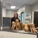 Golden retriever puppies