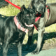 English Mastiff- 2 females/ Brindle/ Akc