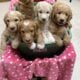 Double Doodle Pups