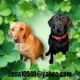 AKC Labrador pups bourn April 9 Black-White-Yellow