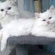 Doll Face white Persian Kitten with green eyes
