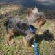 Yorkie