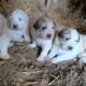 Great Pyrenees Anatolian Shepard LGD