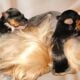 Female parti Yorkie coming soon