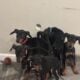 Purebred Doberman Puppies