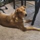 Free dog