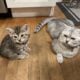 Kittens