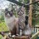 Maine coon kittens