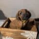 Rhodesian ridgebacks
