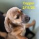 Chiweenie Puppies