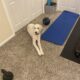 Golden Doodle for Sale