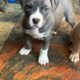 2 left! blue nose pittbull/ xl bully