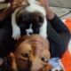 Akita Puppies