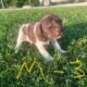 German Shorthaired Pointer Puppies