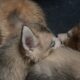 Wolf husky hybrids