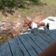 Dachshunds