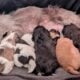 Shihtzu puppies