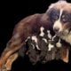 2females 3males available july11
