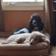 AKC Standard Poodles