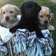 AKC Lab Puppies for Sale