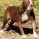 Pitbull terrier puppies