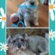Miniature Schnauzer Puppies for Sale