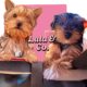 Traditional Yorkshire Terrier Puppies