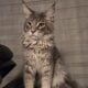 Maine Coon Theo