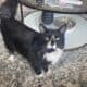 Sweet 12-mo kitty looking for a family