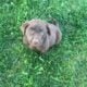 AKC YELLOW LABRADORS
