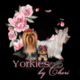 EXTREME NON MERLE YORKSHIRE TERRIER