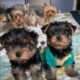 Yorkshire Terrier Puppies