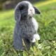 *Sweet + Stunning* Purebred Holland Lop Bunnies!
