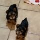Siberian Corso Female puppy