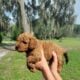 Mini Labradoodle Puppy Red Robin