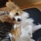 Male akc pappillon