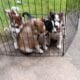 Siberian Husky Puppies