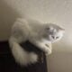 Seal point male kitten