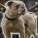 Olde English Bulldog puppies sale or trade