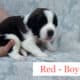 BEAUTIFUL Saint Bernard Puppies