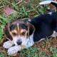 Beagle puppies for sale purebred champion blood