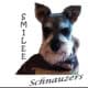 Schnauzer puppies for sale