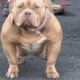2xRockomania Male 2yrs